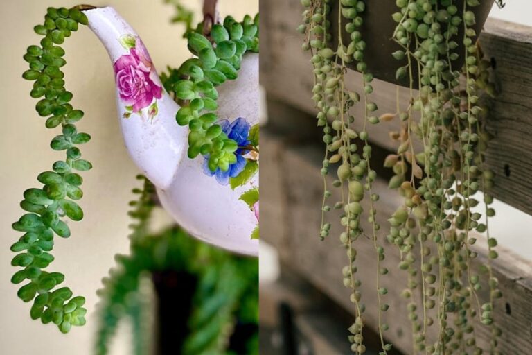 4 Suculentas Pendentes Fáceis de Cuidar