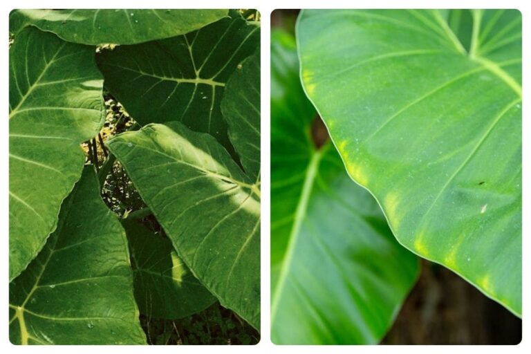 Como Usar a Taioba na Decoração de Ambientes