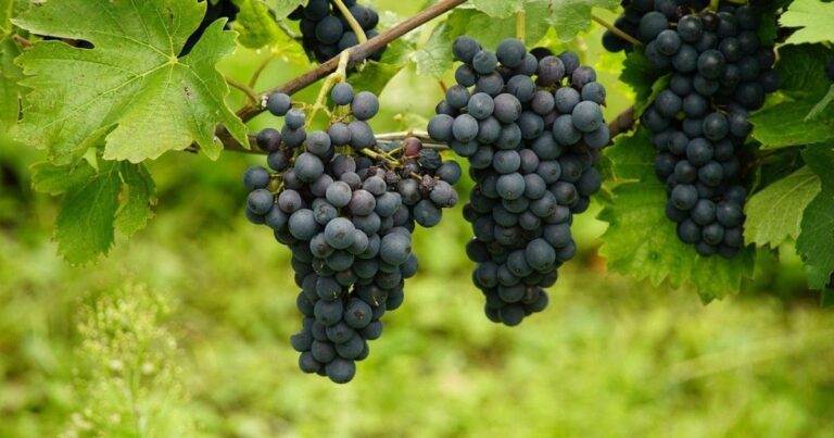 Aprenda Como Plantar Semente de Uva e Produza suas Próprias Uvas