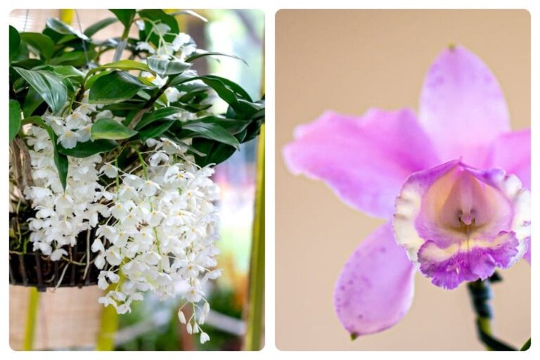 4 Variedades de Orquídeas Populares para Você Conhecer