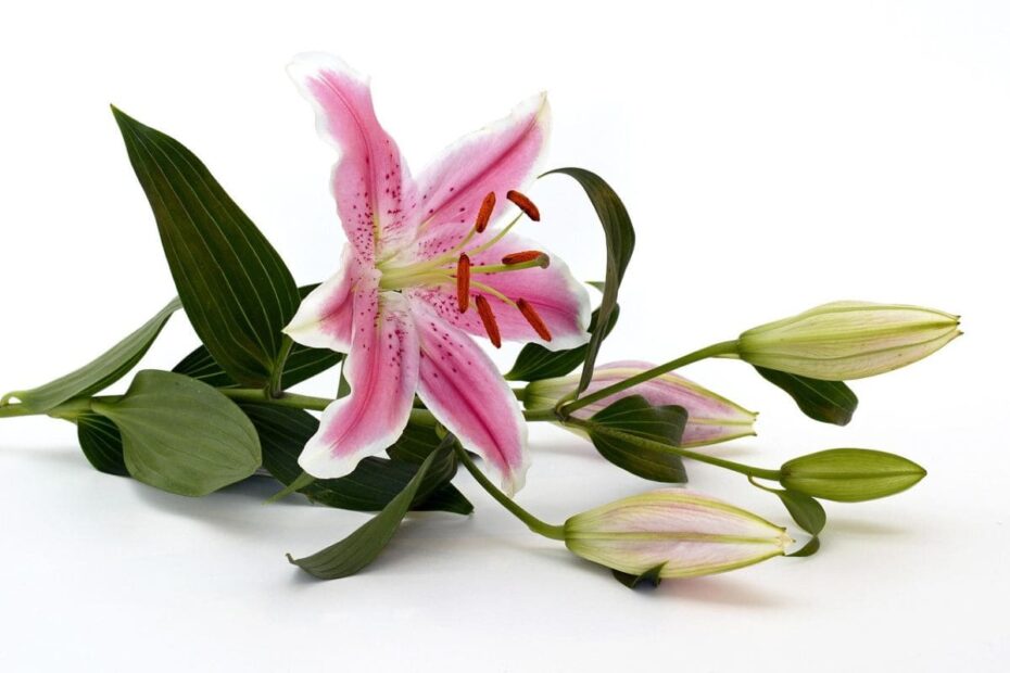 Lillo Rosa Lírio rosa: descubra o significado e o encanto por trás dessa flor
