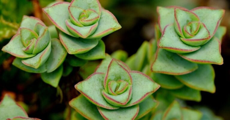 Descubra os Benefícios Incríveis de Ter Suculentas em Casa