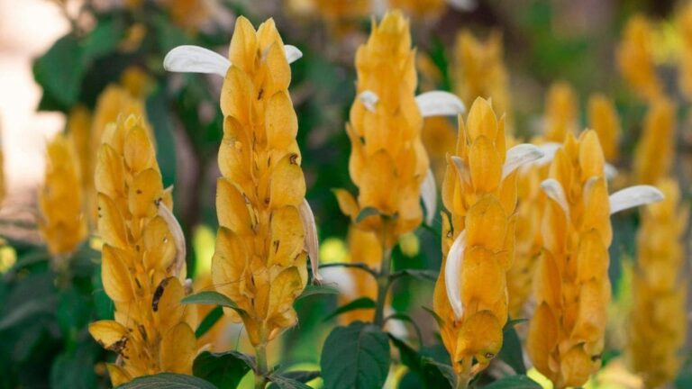 Desvende os Segredos para Cultivar a Planta Camarão Amarelo