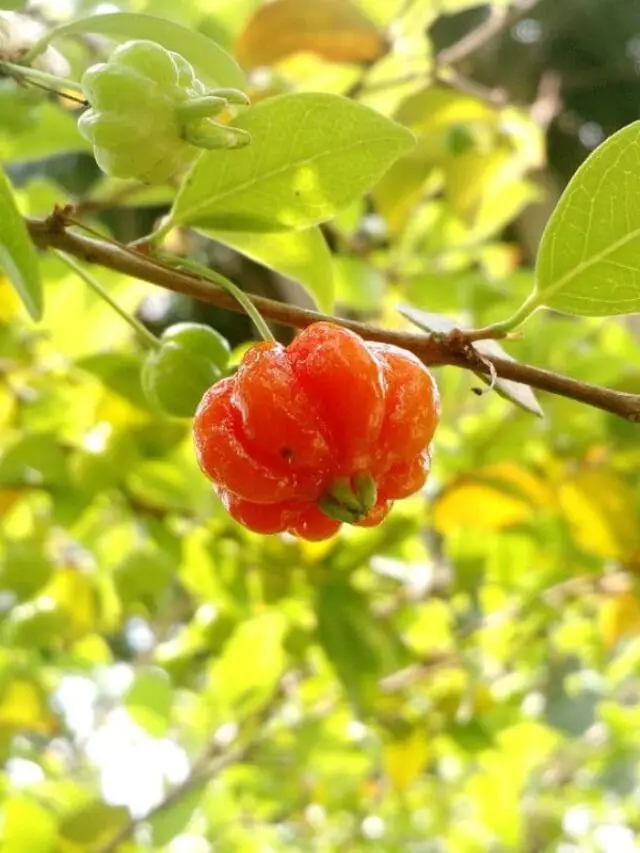 A natureza brasileira para o seu quintal