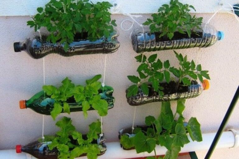 Como usar a garrafa pet no jardim: dicas práticas e sustentáveis