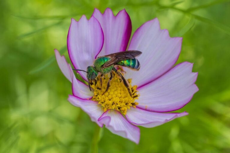 Jardins de Polinizadores: A Nova Tendência que Está Fazendo os Quintais Zumbirem de Vida