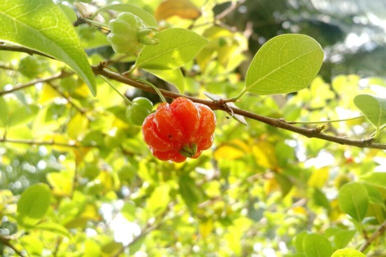 Plantas nativas no jardim: beleza natural e sustentabilidade ao seu alcance