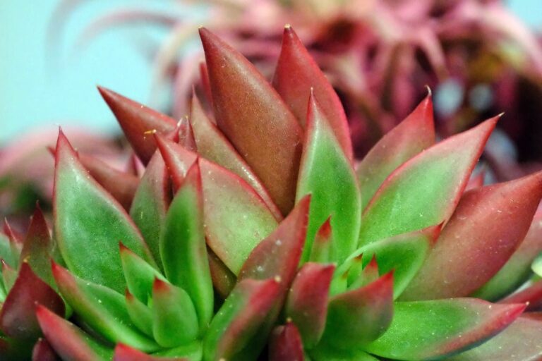 Plantas rústicas para jardim: a solução perfeita para jardineiros iniciantes e ocupados