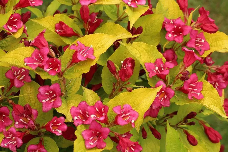 Arbusto ornamental vibrante com flores rosa e folhas verdes, ideal para embelezar jardins e trazer cor ao ambiente