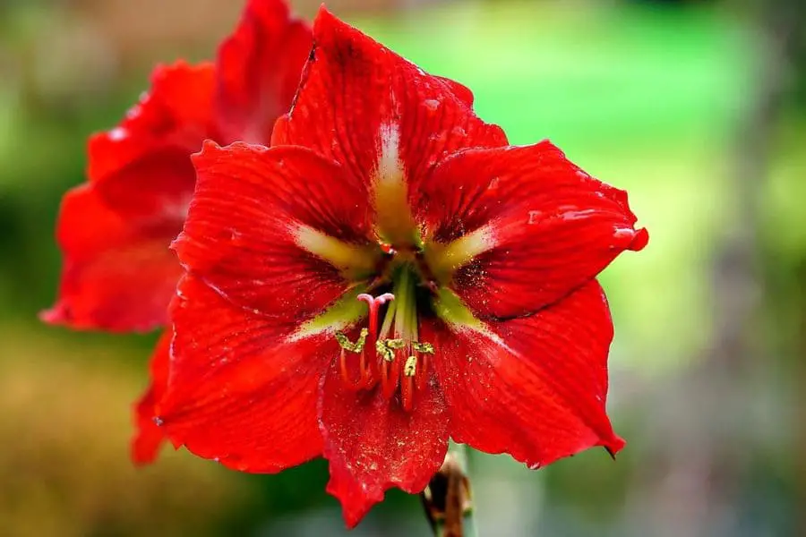 A amarílis: um espetáculo de cor e beleza, trazendo elegância e vida ao seu jardim