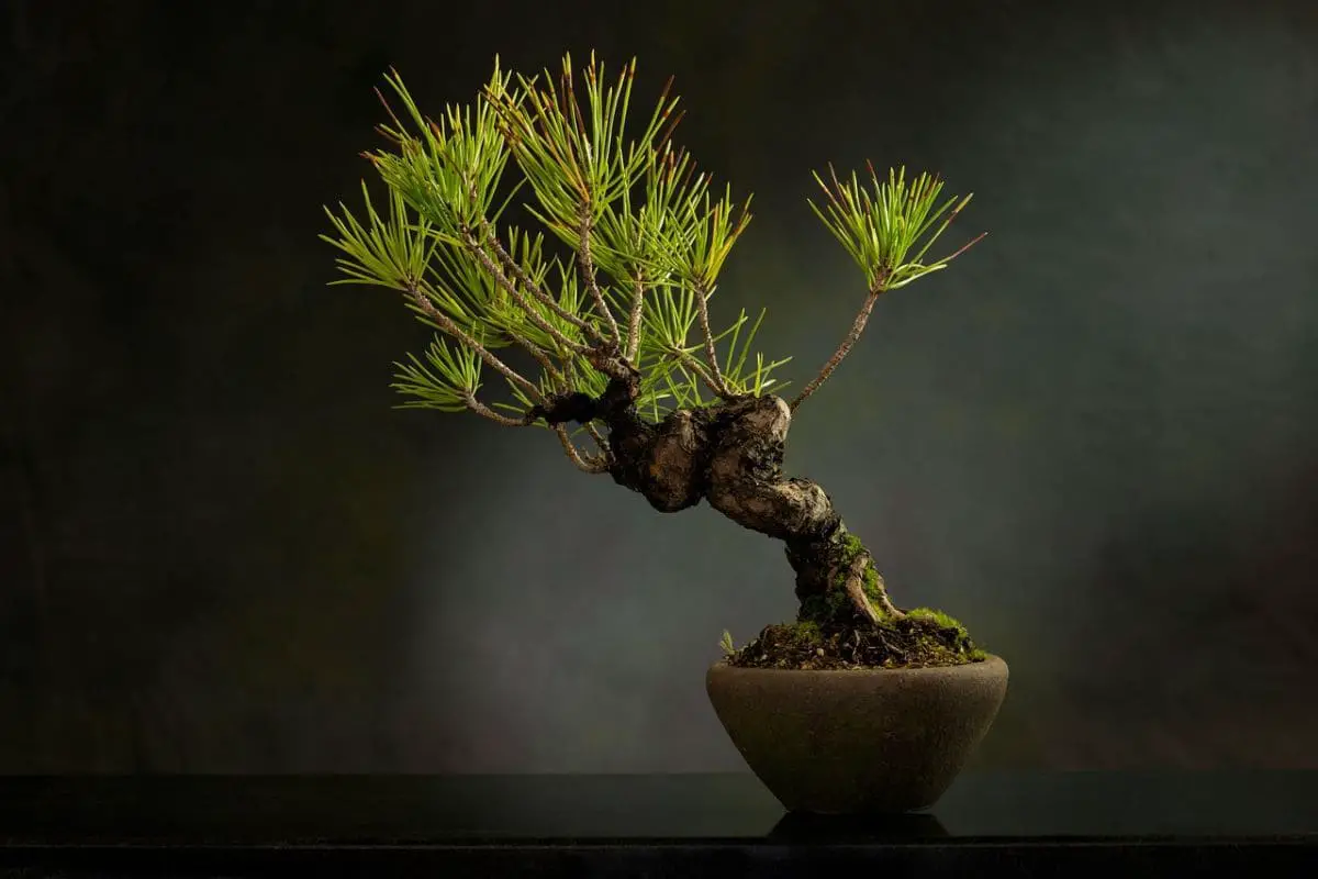 Bonsai de pinheiro em vaso elegante, destacando-se pela forma única e beleza natural, perfeito para decoração interior