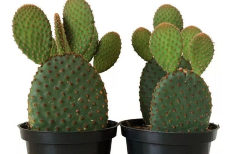 Cacto orelha de Mickey: características únicas que lembram as orelhas do personagem, tornando-o visualmente encantador