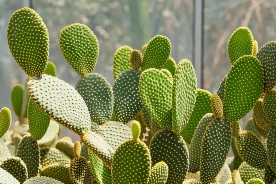Cacto orelha de Mickey: planta suculenta com articulações que lembram o famoso personagem