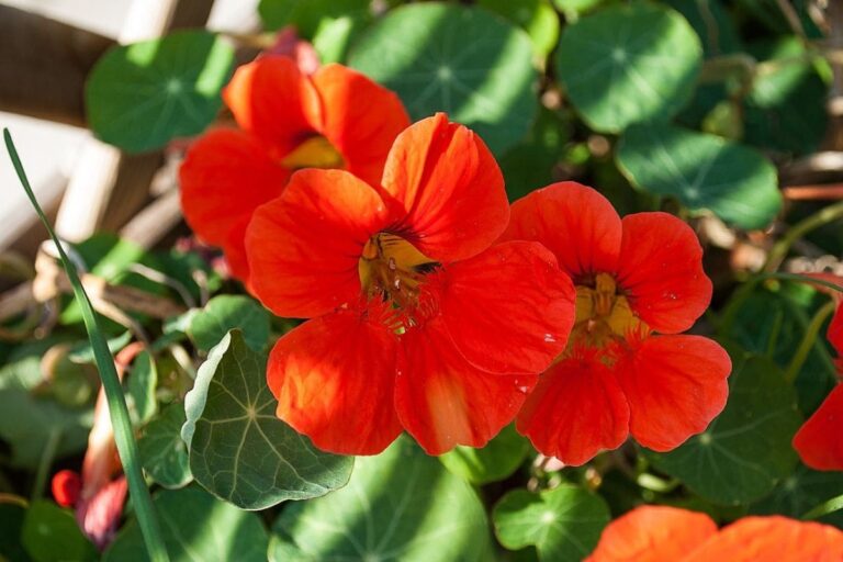 Capuchinha vermelha com suas pétalas vibrantes, contrastando com o verde das folhas
