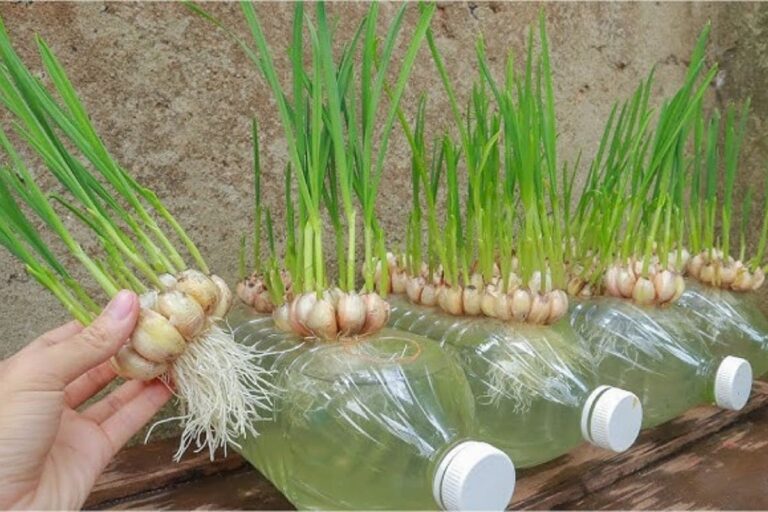 Cebolinha cultivada em água, trazendo frescor e sabor direto para sua cozinha