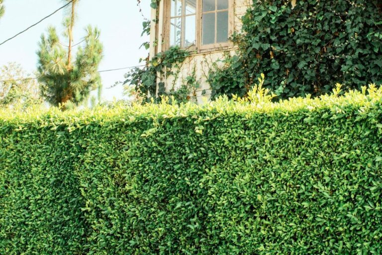 Cerca viva alta e densa oferece privacidade e charme natural à fachada da casa