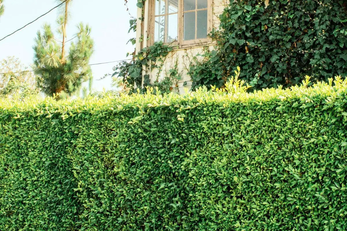 Cerca viva alta e densa oferece privacidade e charme natural à fachada da casa