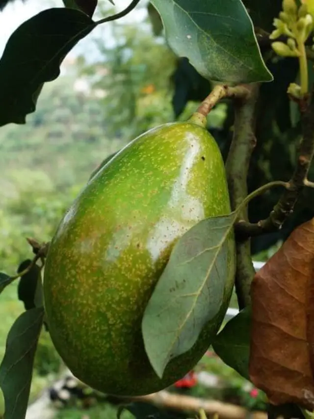 Abacate: aprenda a cultivar essa maravilhosa fruta em sua casa