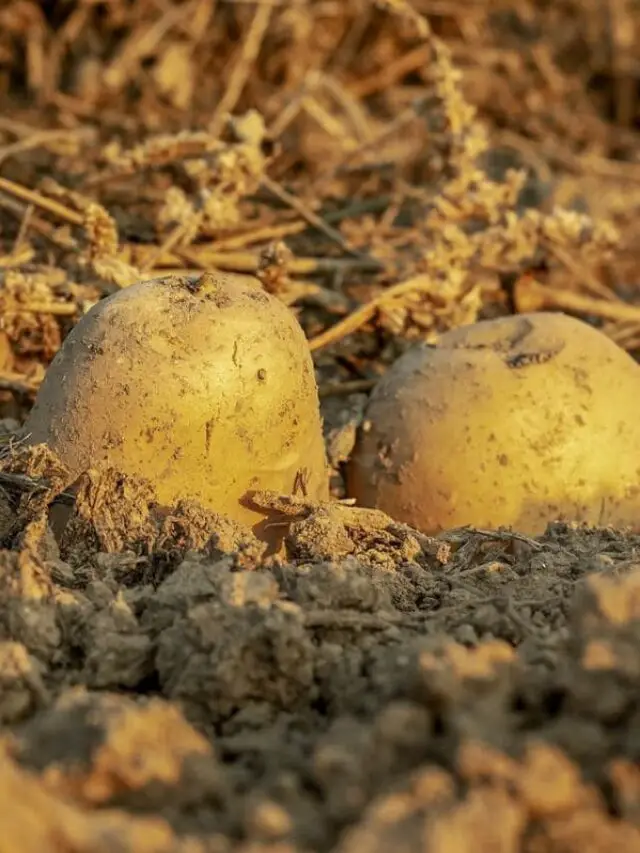 Batatas emergindo do solo