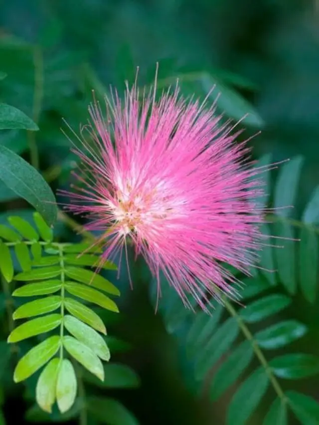 A delicada flor caliandra exibe suas pétalas em forma de pompom rosa, destacando-se entre a folhagem verde vibrante do jardim