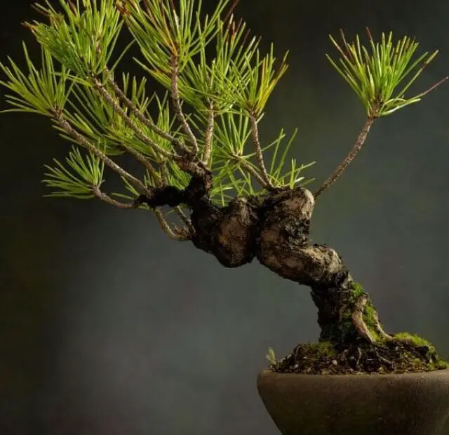 Bonsai de pinheiro em vaso elegante, destacando-se pela forma única e beleza natural, perfeito para decoração interior