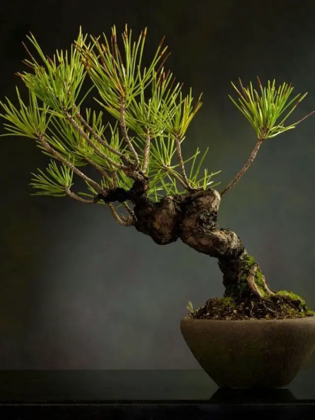 Cuidados essencias para manter as plantas ornamentais lindas