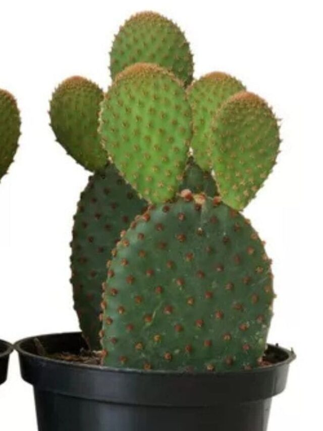 Cacto orelha de Mickey: características únicas que lembram as orelhas do personagem, tornando-o visualmente encantador