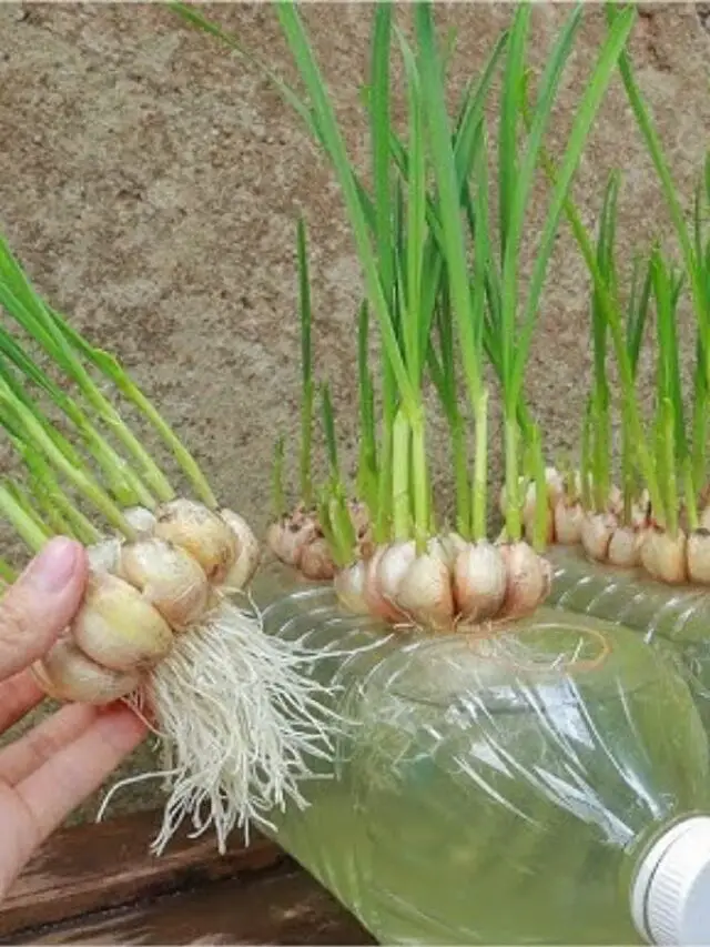 Cebolinha cultivada em água, trazendo frescor e sabor direto para sua cozinha