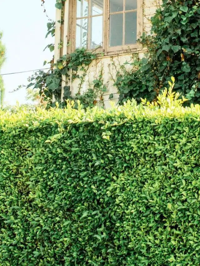 Cerca viva alta e densa oferece privacidade e charme natural à fachada da casa