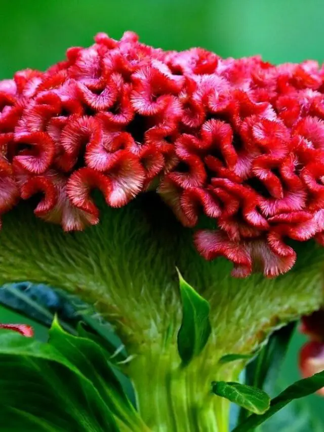 Flor celósia cristata: textura única e vibrante que se destaca no jardim