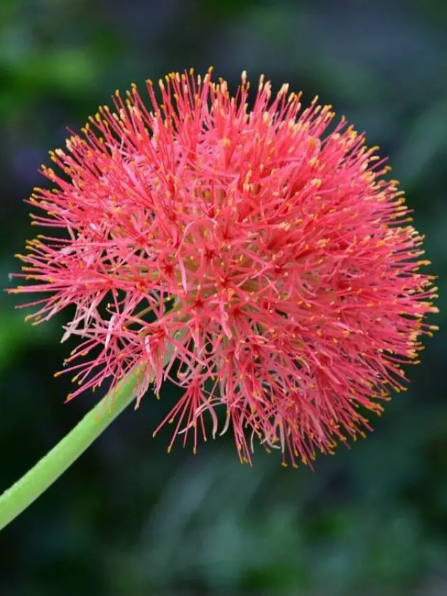 A flor estrela de natal, com sua forma esférica e pétalas vermelhas brilhantes, destaca-se em meio ao verde das folhas, trazendo um toque exótico e vibrante ao jardim