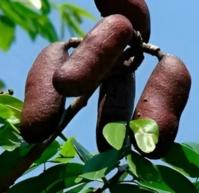 cropped-jatoba-a-arvore-brasileira.jpg