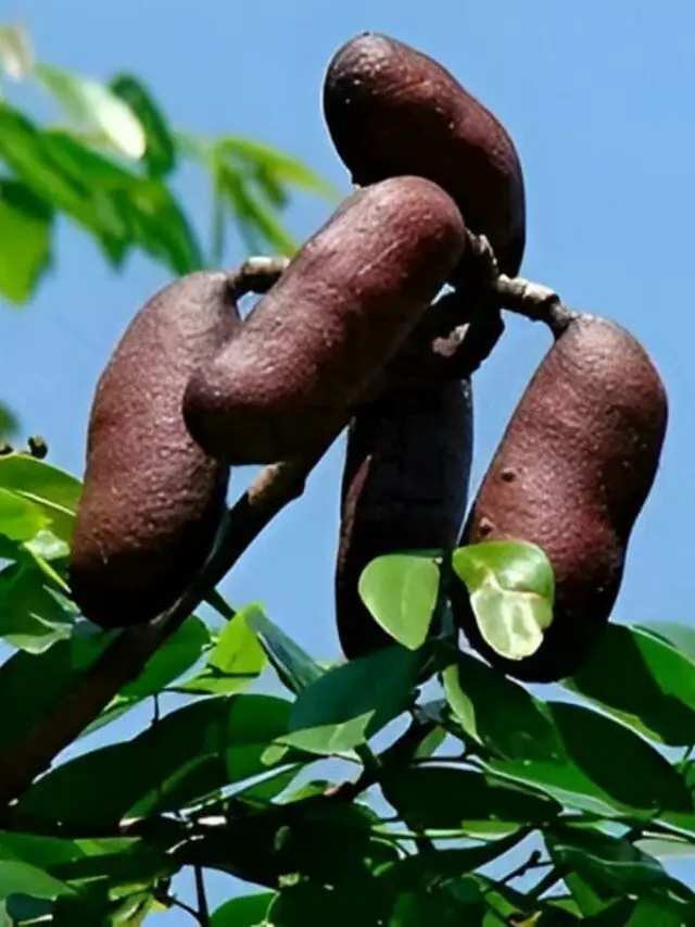 Conheça o Jatobá uma fascinante árvore brasileira