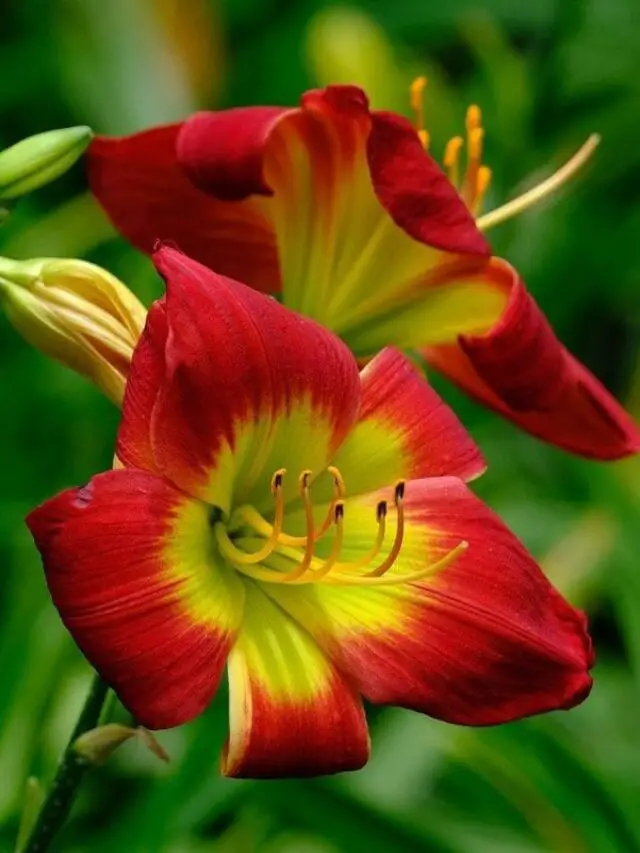 Florescendo com elegância, esta amarílis exibe pétalas vermelhas vibrantes com um centro amarelo radiante, contrastando lindamente com o verde ao redor