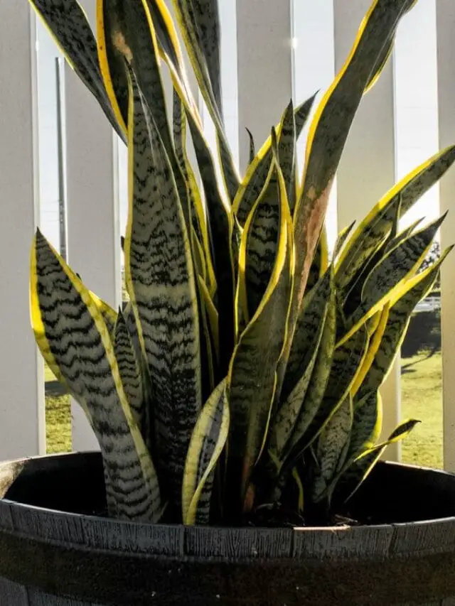 Espada-de-são-jorge ao ar livre: robustez e beleza sob a luz natural