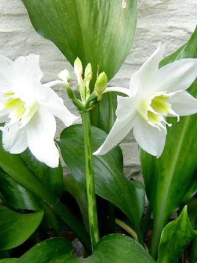 Lírio-do-amazonas em plena floração