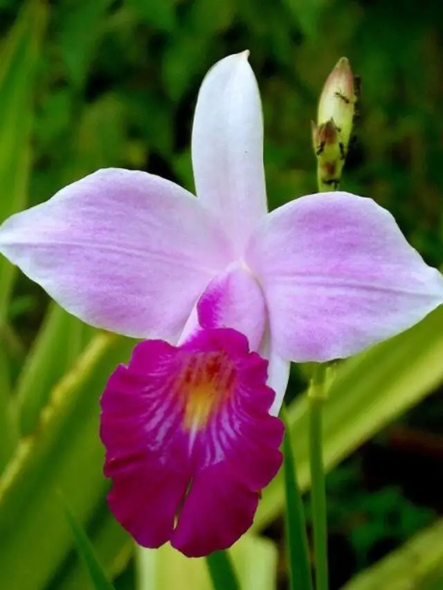 Orquídea deslumbrante: descubra a rega ideal para florescer sua beleza natural
