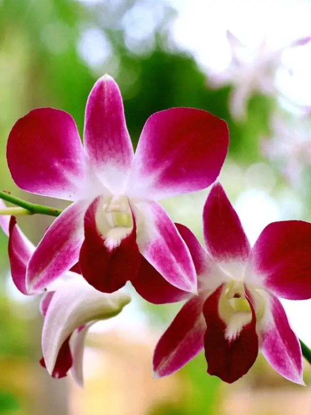 Orquídea com lindas flores