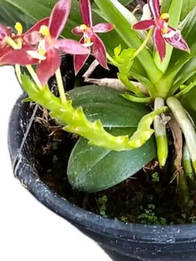 Orquídea em vaso de plástico, exibindo suas flores vermelhas e folhas exuberantes