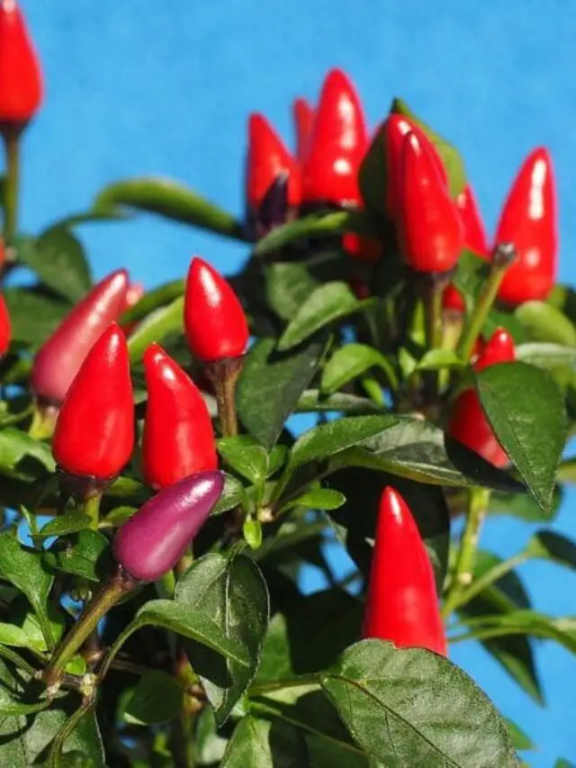 Pimenteira ornamental: beleza vibrante e símbolo de proteção para o seu ano novo