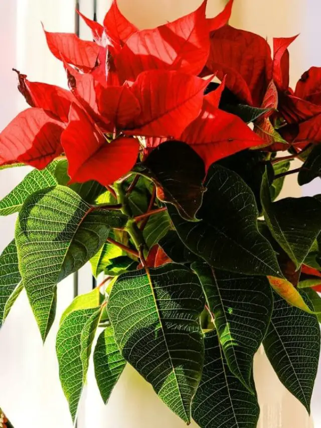 A flor de natal exibe suas vibrantes brácteas vermelhas e folhas verdes