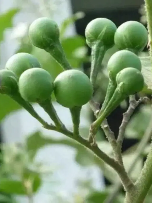 Frutos verdes e redondos da planta jurubeba em destaque