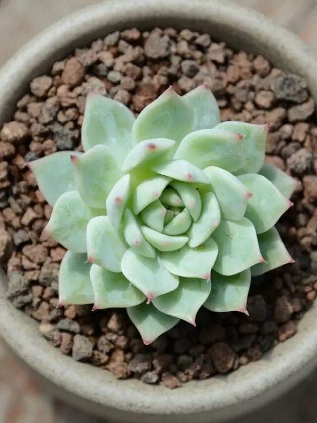 Suculenta em destaque: beleza minimalista e fácil de cuidar