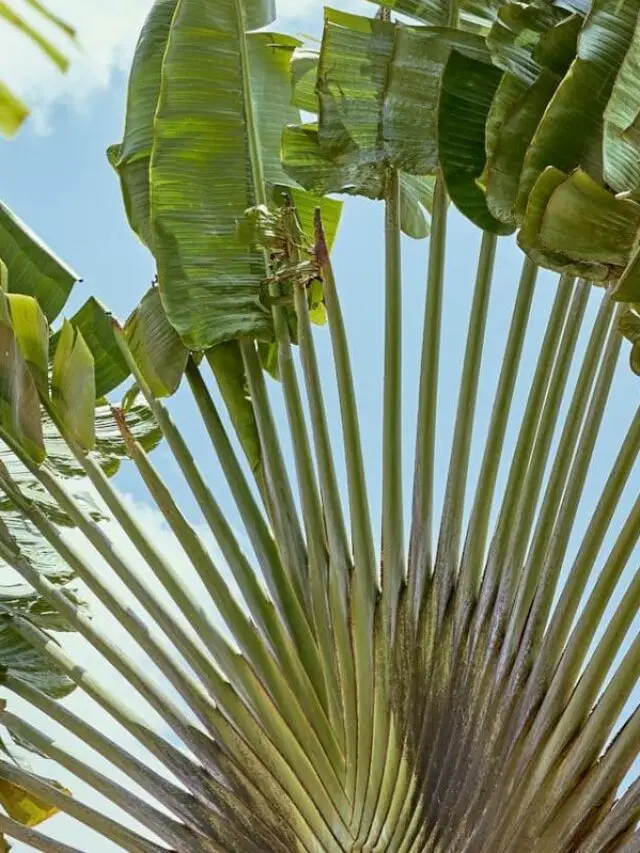 Ravenala: as folhas em leque da "traveler's tree" se destacam sob o céu azul, criando uma silhueta única e elegante