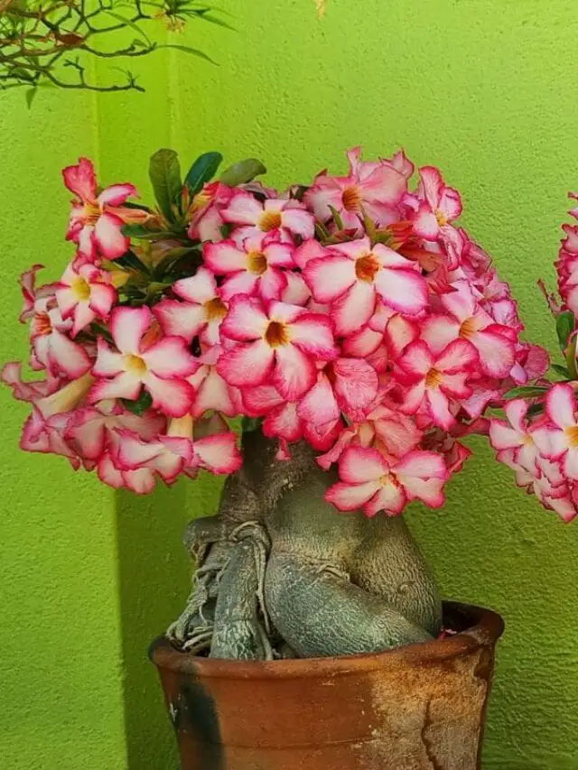 Rosa do Deserto: flores rosadas vibrantes adornam o tronco robusto, criando um contraste encantador com o verde ao fundo