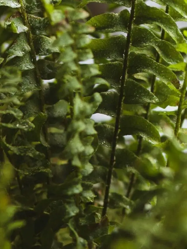 Veja como cultivar a samambaia Nephrolepis cordifolia