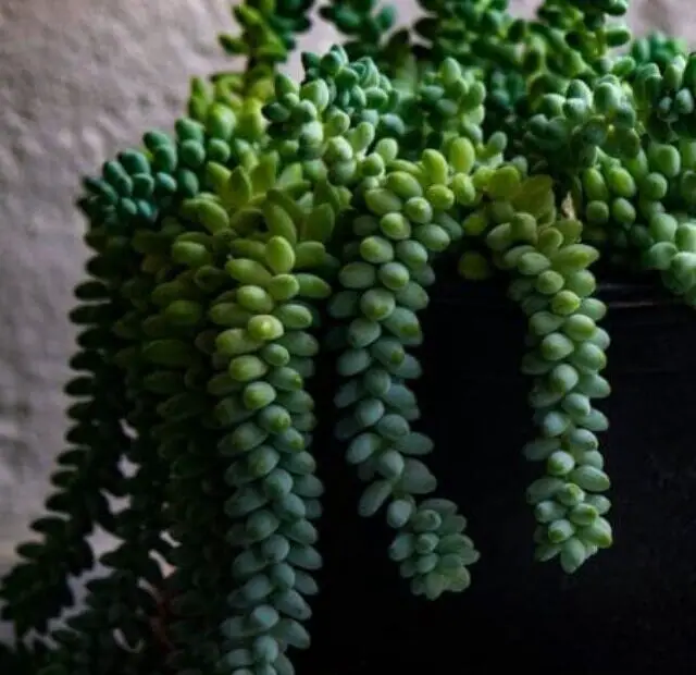 Suculenta rabo-de-burro em vaso, exibindo suas folhas pendentes e exuberantes, perfeita para decoração interna