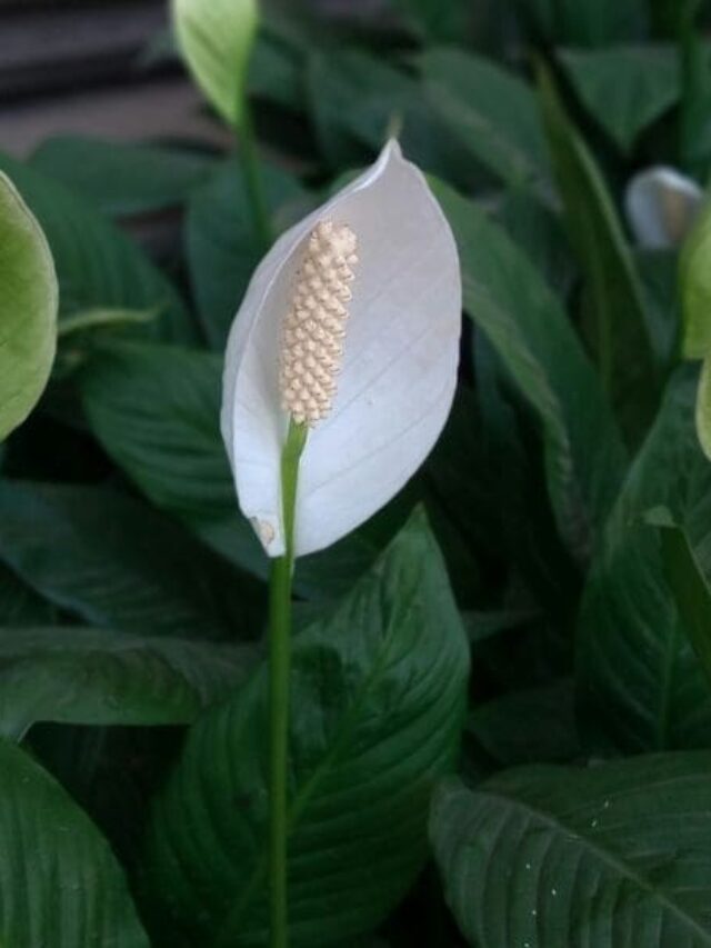 Lírio-da-paz em plena beleza: folhas verdes exuberantes e flores brancas elegantes, símbolo de tranquilidade e pureza