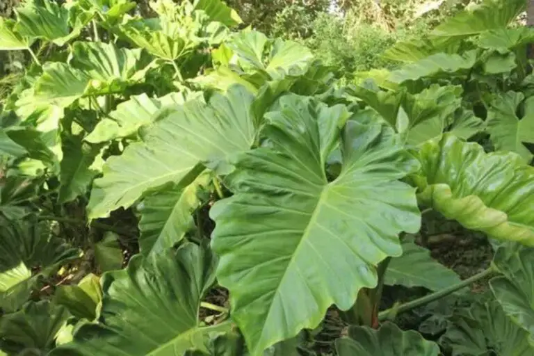 O encanto do filodendro ondulado: uma planta que conquista corações