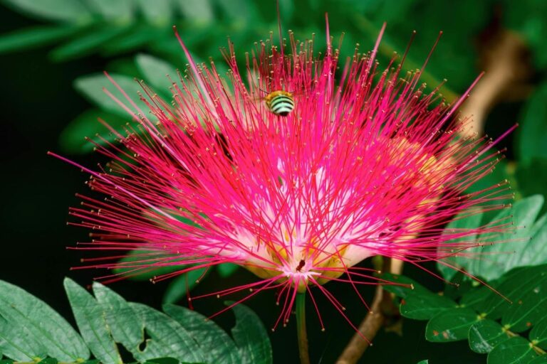 A vibrante flor caliandra com rosa intenso, atraindo um inseto em meio à folhagem verde exuberante